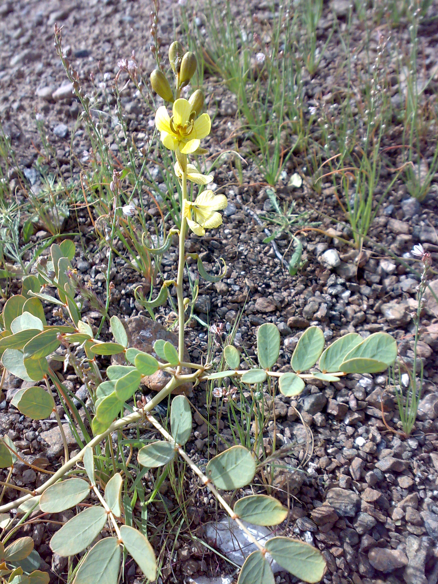 Cassia italica